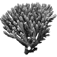 Acropora tenuis